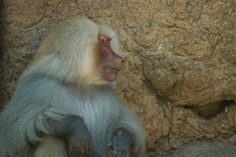 A male baboon by rocks.