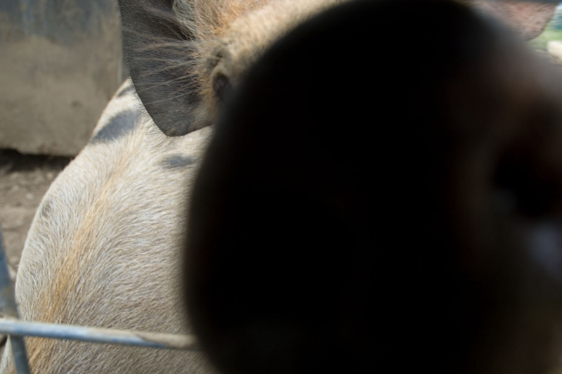 The picture is dominated by a pig's snout, close to the lens.