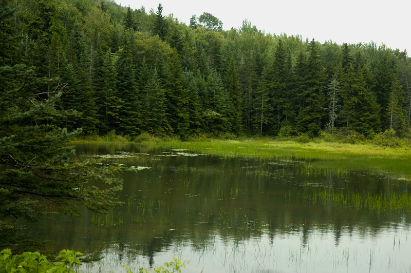 A lake, surrounded by green trees.