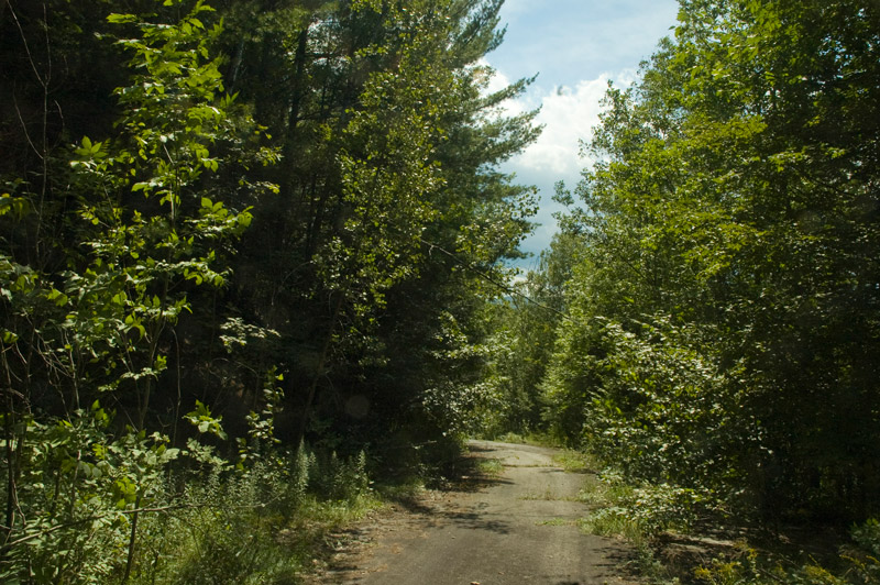An abandoned road, with weeds appearing, curves through trees.