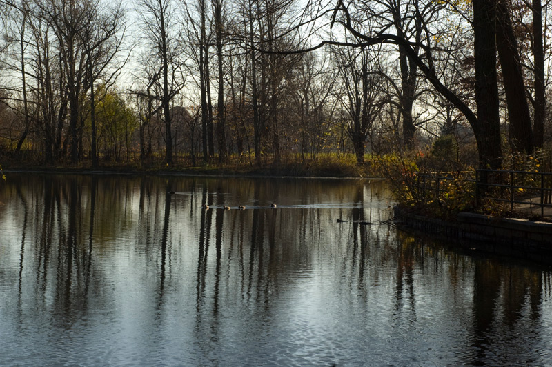 Ducks paddle through water in the twilight, surrounded by leafless trees.