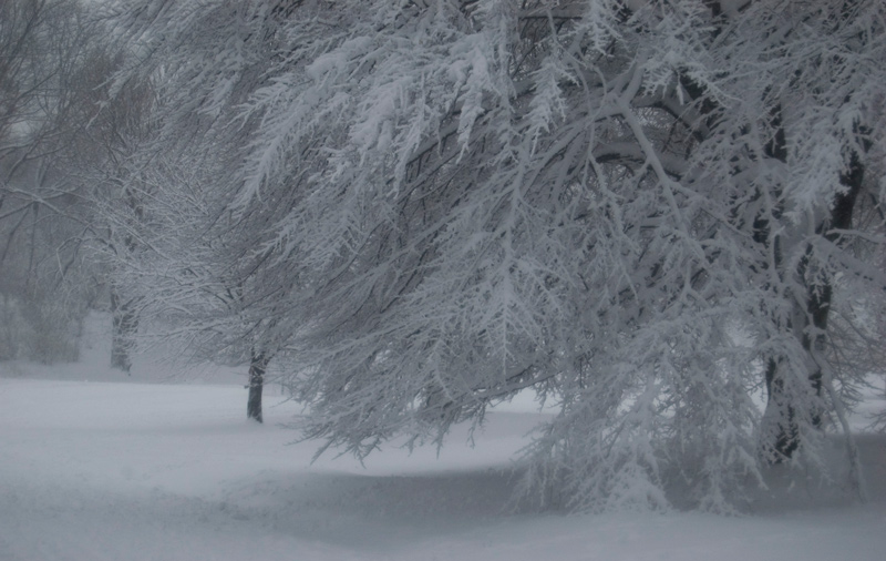 A snow-covered tree.