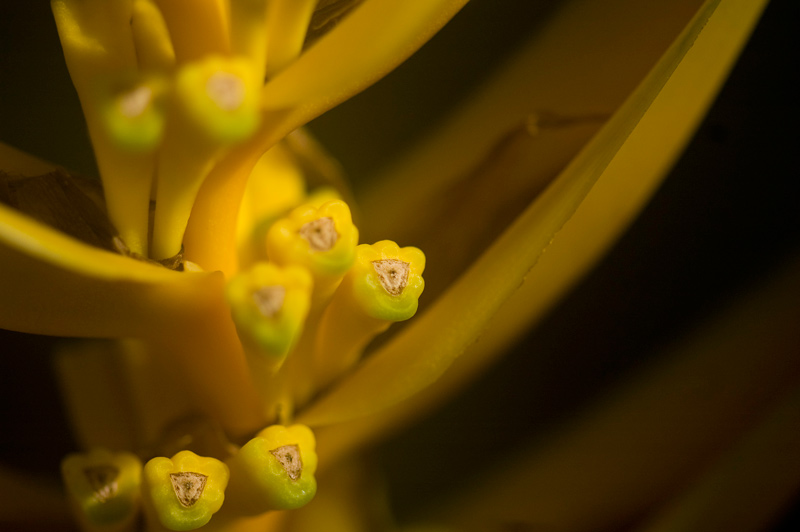 Yellow buds (maybe) on a plant.