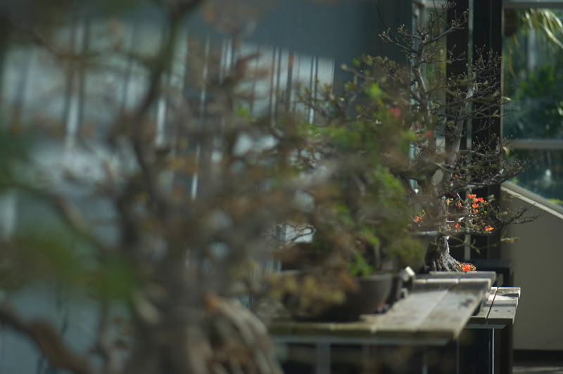 A long row of bonsai on display.