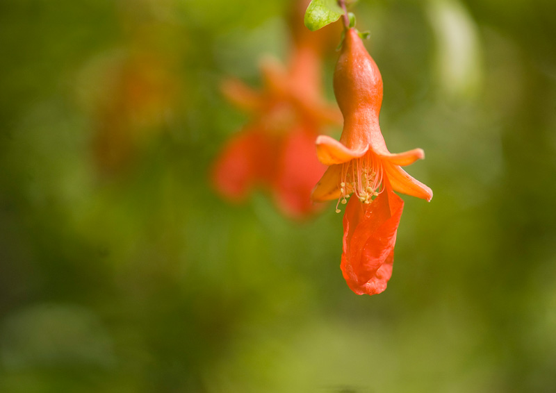 A red flower, with stamen on view