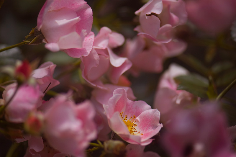 A cluster of small pink flowers.