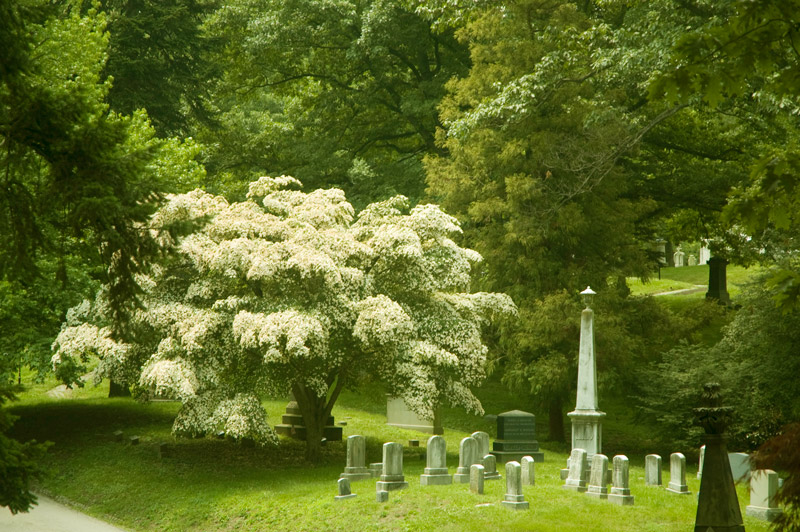 A group of tombstones among flowering trees.