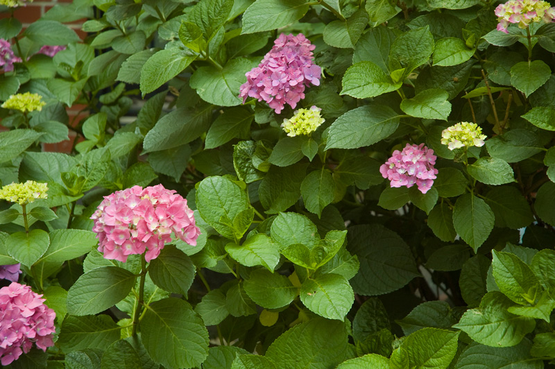 A hydrangea bush in bloom, purples and pinks.