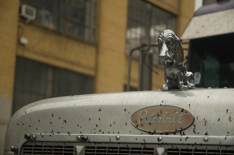 A Peterbilt truck with a bassett hound hood ornament.