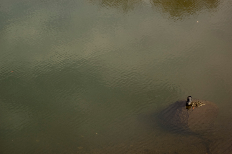 A stray boot on a rock, surrounded by brown water.