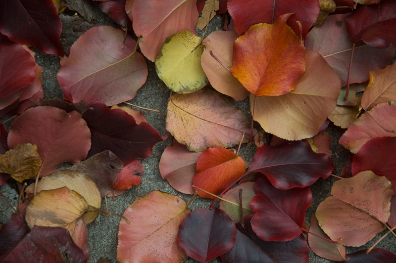 Leaves, in a variety of autumn colors, on a sidewalk.