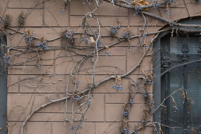 Leafless vines on a brownstone building.