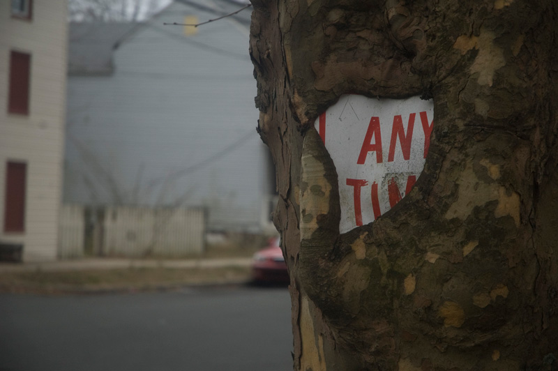 A tree has grown over a street sign, nearly devouring it.