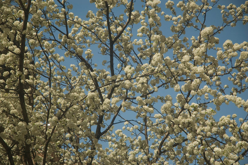 A tree, with flowers all over its branches.