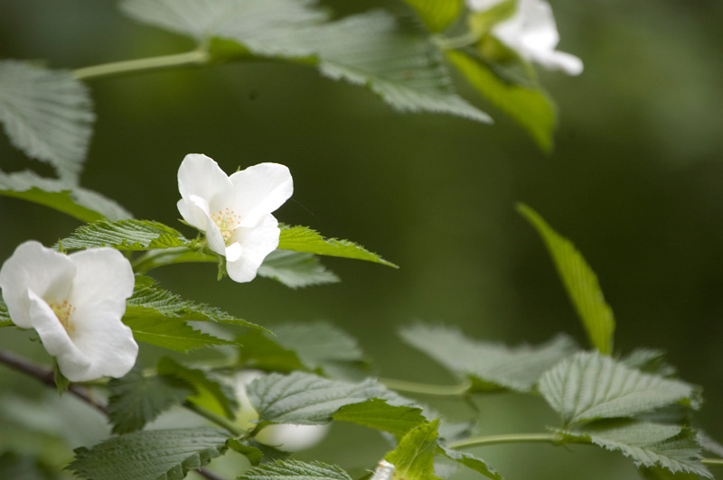 A small white flower