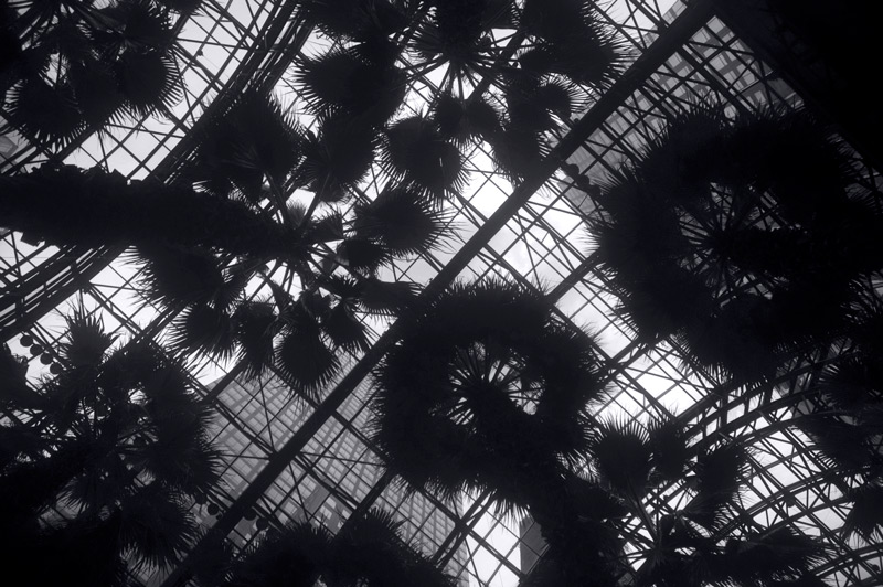 Palm trees under a glass roof