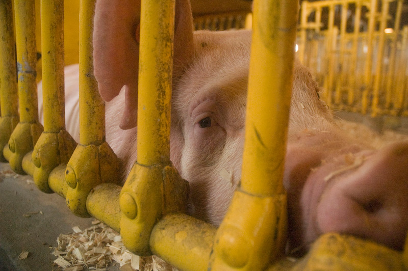 A pig peers through the bars of a pen.