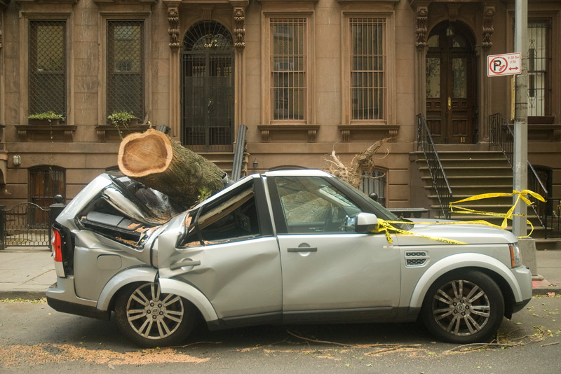 A car, crushed underneath a fallen tree.