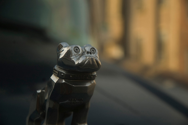 A chrome bulldog hood ornament