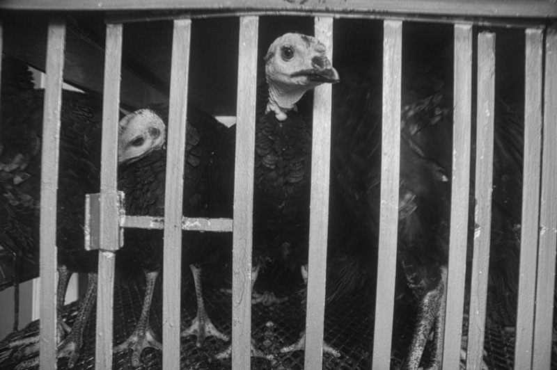 A turkey in a poultry store, in a cage