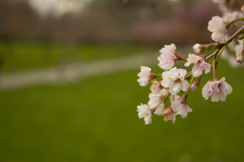 Cherry Blossoms