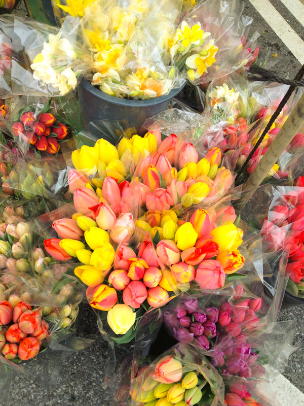 Tulips on sale