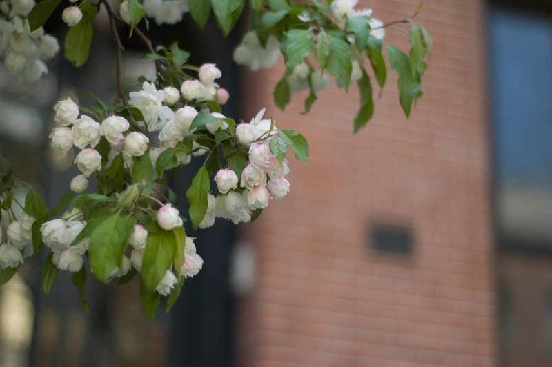 Blossoms