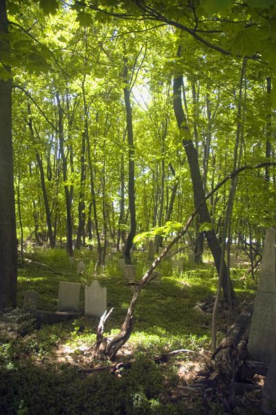 Stray tombstones in the woods