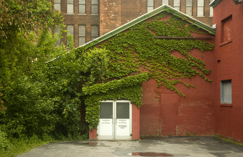 Green vines on a red brick building