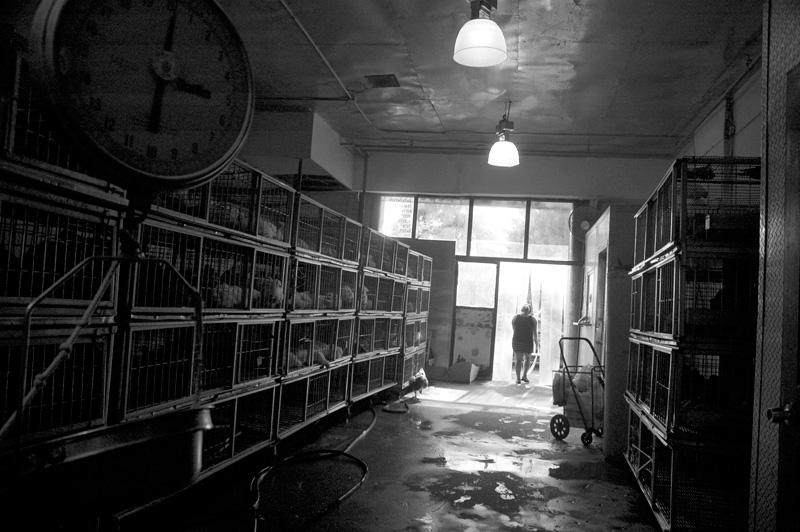 Stacks of cages in a live poultry shop.