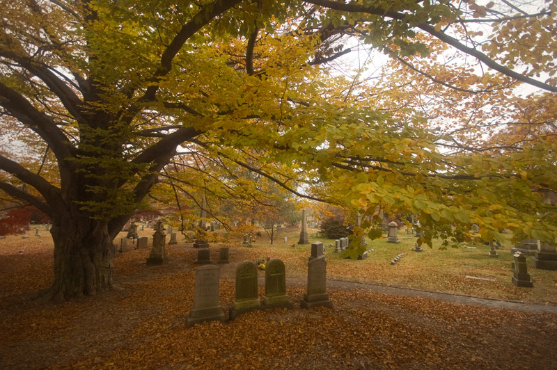 Tree in autumn, overhanging tombstones.