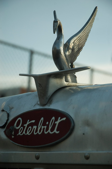 A swan hood ornament on a Peterbilt truck.