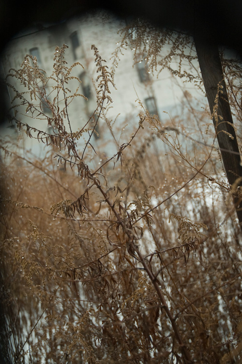 Withered branches and leaves.