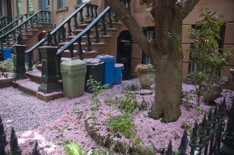 Fallen cherry blossom petals blanket a yard.