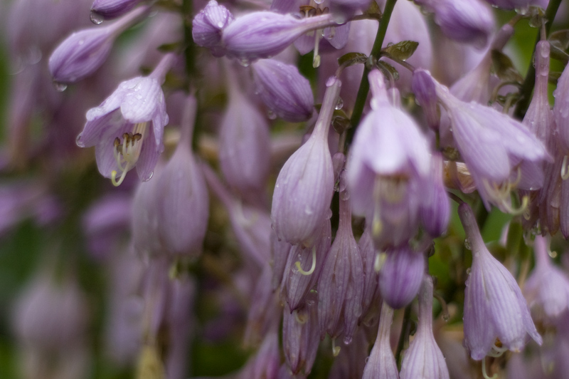Wet purple flowers.
