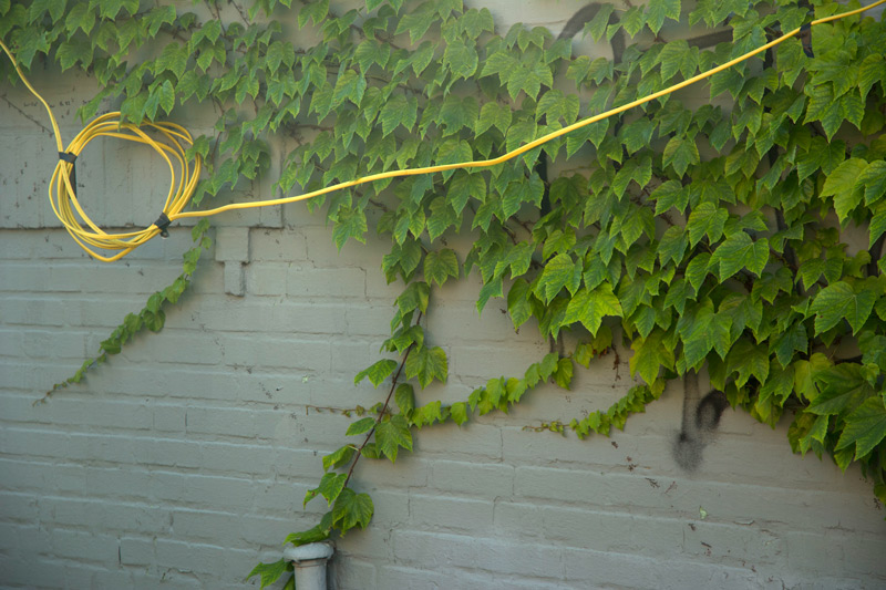 A yellow power line against ivy.