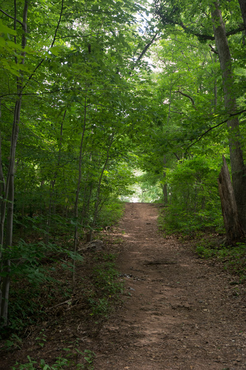 A path to a clearing in the woods.