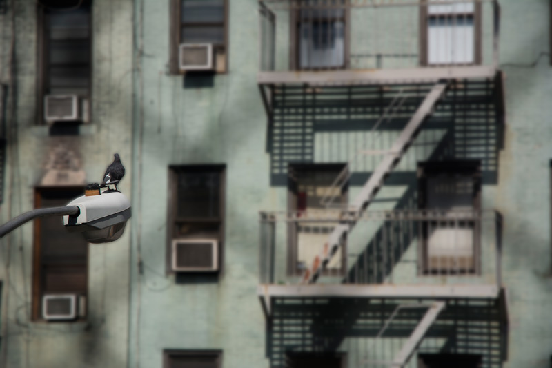 A pigeon perched on a street lamp