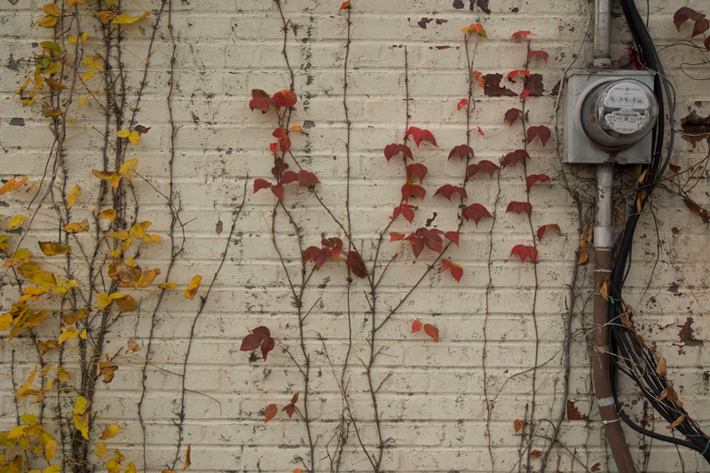 Vines, in autumn colors, on a yellow brick wall.