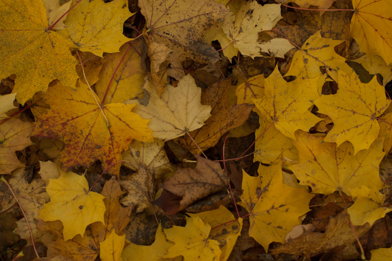 Fallen autumn leaves.