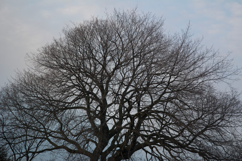 A tree without leaves, in silhouette against the sky.