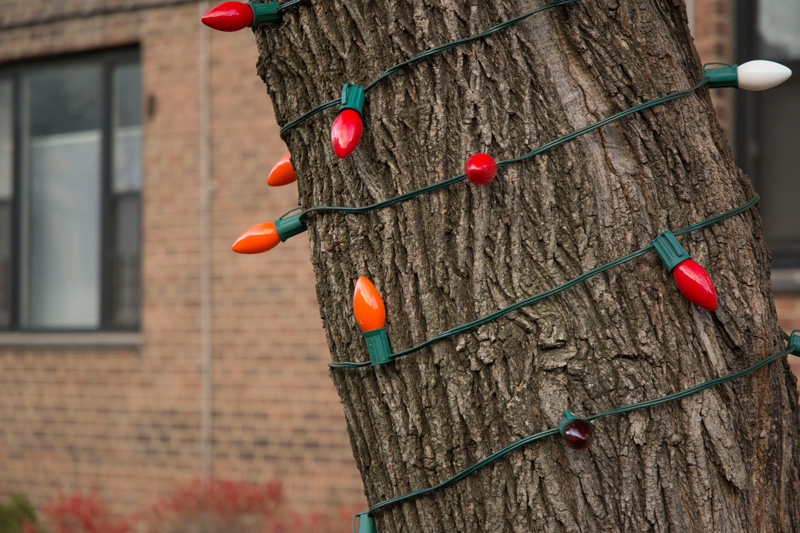 Christmas lights wrapped around a tree trunk.