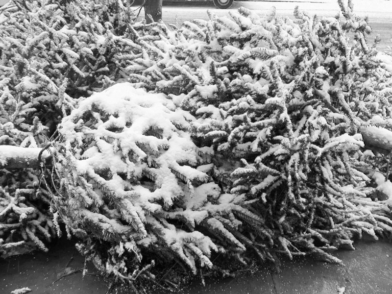 A half dozen Christmas trees on the sidewalk, with snow on them.