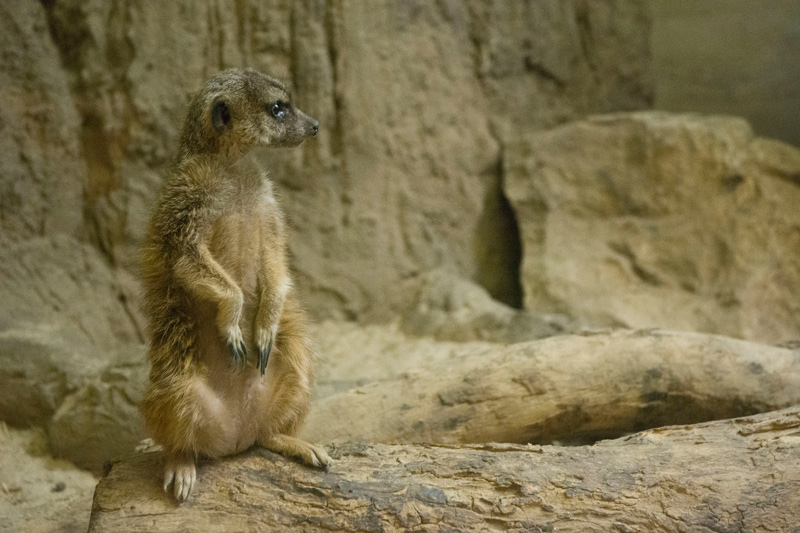 A meerkat stand erect in a zoo enclosure.