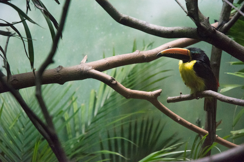 A Lettered Aracari, a colorful bird, sits on a perch.