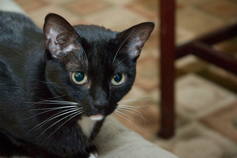 The head of a tuxedo cat.