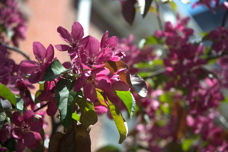 Fuschia flowers on a tree