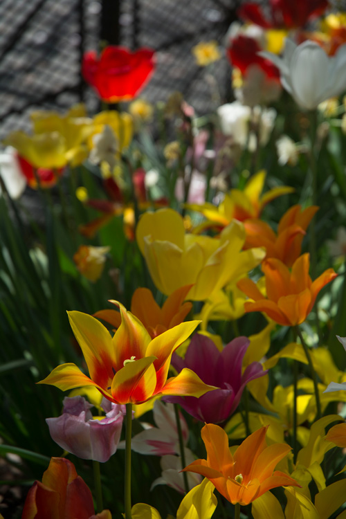 A tulip, with its petals fully splayed