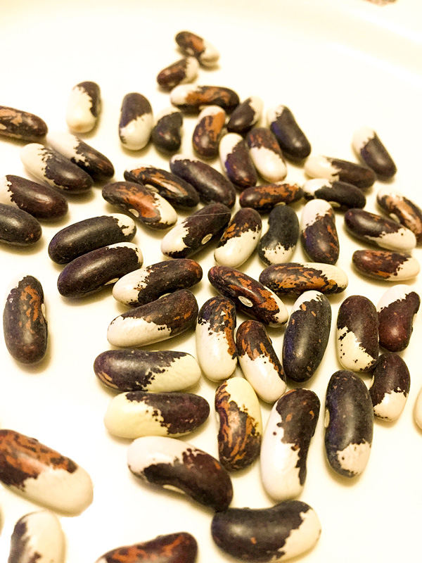 Appaloosa beans on a plate.