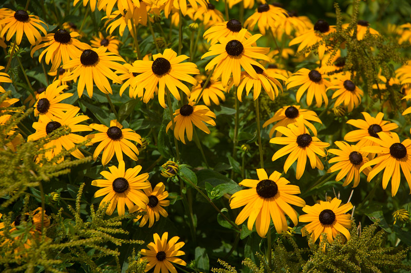 Black-eyed Susans.